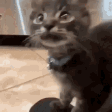 Kitten Rage GIF - Kitten Rage Angrykitten GIFs