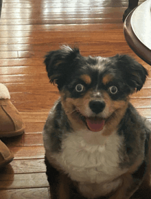 a dog with a surprised look on his face
