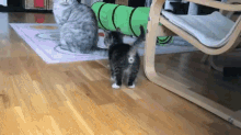 Brave Cats GIF - Brave Cats GIFs