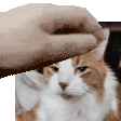 a hand is petting a cat 's head in a pixel art style .