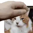 a hand is petting a cat 's head in a pixel art style .