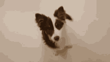 Dog Puppy GIF - Dog Puppy Beg GIFs
