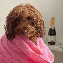 a dog wrapped in a pink towel next to a bottle of champagne .