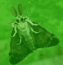 Disco Moth GIF - Disco Moth Moff GIFs