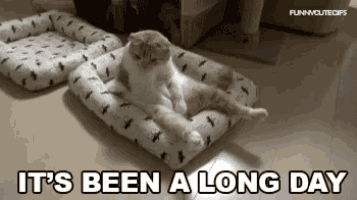 Long Day Its Been A Long Day GIF - Long Day Its Been A Long Day Funny  Animals - Discover & Share GIFs