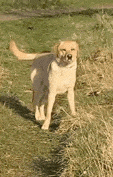 a dog is standing in the grass in a field .