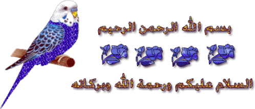 Arabic Parrot Sticker - Arabic Parrot Stickers