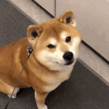 Wink Dog GIF - Wink Dog Shiba GIFs