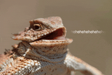Lizard Laugh Huehuehue GIF - Lizard Laugh Huehuehue Haha GIFs