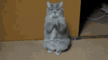 What The Fuck Are You Doing What Are You Doing GIF - What The Fuck Are You Doing What Are You Doing Cat GIFs