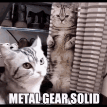Metal Gear Solid Cat GIF - Metal Gear Solid Cat Hide GIFs