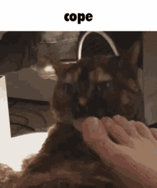 Cope Cat Cope GIF - Cope Cat Cope Coping GIFs