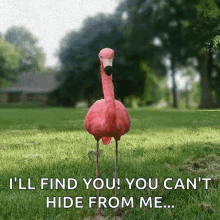 flamingo ill find you you cant hide from me bird hiding