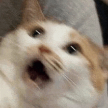 a close up of a cat with its mouth open and looking at the camera .