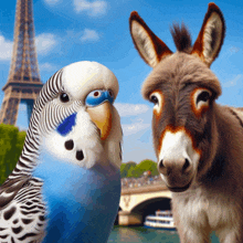 Eşek Ve Kuş Donkey And Bird GIF