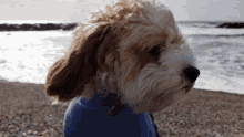 Poppy Dog Beach Wind GIF