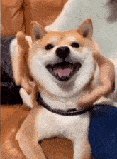 Dog Doge GIF - Dog Doge Dogecoin GIFs