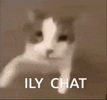 Ily Love GIF - Ily Love Cat GIFs