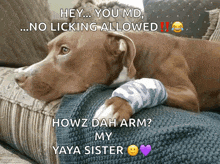 a dog with a bandage on its arm is laying on a couch with the caption hey you md no licking allowed