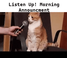 a cat is sitting in a chair while a person is holding a microphone .