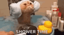 Funny Animals Cats GIF - Funny Animals Cats Shower GIFs