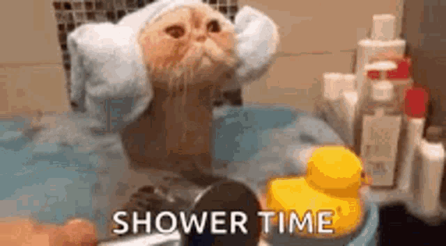 Funny Animals Cats GIF - Funny Animals Cats SHOWER - Discover & Share GIFs