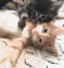 Cat Hug Us GIF - Cat Hug Us GIFs