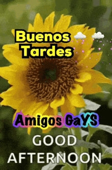 a sunflower says buenos tardes amigos gays good afternoon
