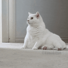 Cat Frustrated GIF - Cat Frustrated Seriously GIFs