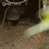 a close up of a mushroom in the dirt with the words pbs nature on the bottom