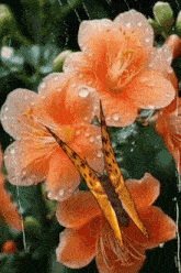 a butterfly is sitting on top of a flower with water drops on it