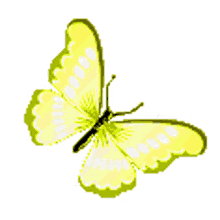 borboletas butterfly beautiful flying yellow butterfly