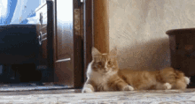 I'M Out GIF - Cat Cute Funny GIFs
