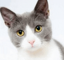a close up of a gray and white cat with yellow eyes .