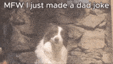 a picture of a dog with the words mfw i just made a dad joke below it