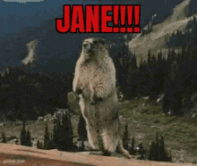 a groundhog is standing on its hind legs in front of a mountain and a sign that says jane .