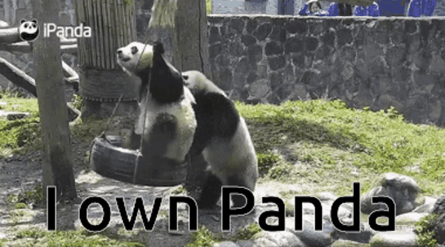 Panda Pandas Owner GIF - Panda Pandas Owner GIFs
