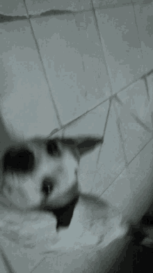a small white dog with black spots on its face is looking up at the camera