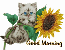 Morning Cat With Sunflower Good Morning GIF - Morning Cat With Sunflower Good Morning Cat GIFs