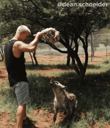 Feeding A Hyena Dean Schneider GIF - Feeding A Hyena Dean Schneider Dean Schneider Vlogs GIFs