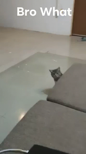 Cat_what GIF - Cat_what GIFs