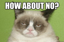 Grumpy Cat Meme GIF - Grumpy Cat Meme How About No GIFs