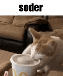 Soda Soder GIF - Soda Soder Cat GIFs