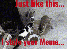 Raccoon Steals Stole Meme GIF