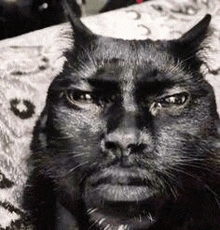 a close up of a black cat 's face with horns .