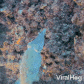 A Young Cuttlefish Hunt For Dinner Viralhog GIF - A Young Cuttlefish Hunt For Dinner Viralhog A Young Cuttlefish Is On The Prowl For Food GIFs