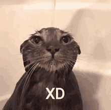 Cat Shower Xd GIF - Cat Shower Xd Cat Xd GIFs