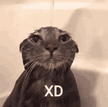 Xd Pain GIF - XD PAIN MEME - Discover & Share GIFs