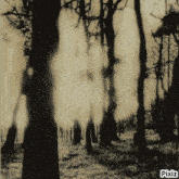 a black and white photo of a forest with pixiz written on the bottom right