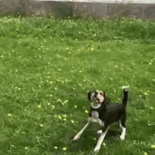 Two Dogs Are Just As Bad As One GIF - Dog Ball Play GIFs